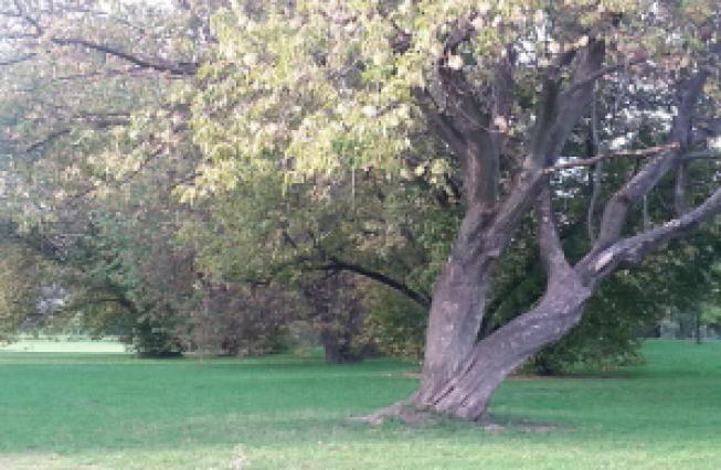 drzewo na skaryszaku